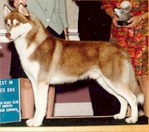 SHCA National Specialty - Best Sled Dog